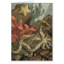 Recherche de varech cartes postales Vie marine