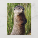 Recherche de canard jaune cartes postales Faune