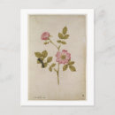 Recherche de rosa cartes postales De