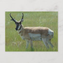 Zoek naar mannetje briefkaarten Natuurfotografie