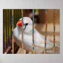 Zoek naar kanarie posters Vink
