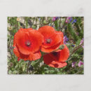 Recherche de poppy cartes postales Fleurs
