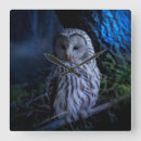 Zoek naar roofvogel klokken Uilen