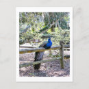 Recherche de jeunesse cartes postales Floride