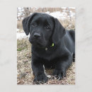 Recherche de chien de laboratoire cartes postales Labrador