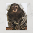 Recherche de singe sur la branche posters Gros plan