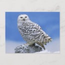 Recherche de hibou de neige cartes postales Nature