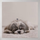 Recherche de tzu shih posters Chiot