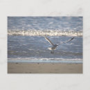 Recherche de mouette en vol cartes postales Oiseaux