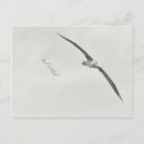 Zoek naar vleugels briefkaarten Zwart wit