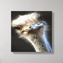 Recherche de autruches art Oiseau