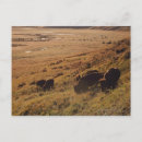 Zoek naar bison briefkaarten Landschap