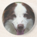 Recherche de chiot border collie de dessous de verres Chiens