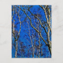 Recherche de bouleau argenté cartes postales Ciel