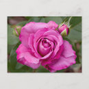 Recherche de bourgeons roses cartes postales Floral