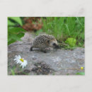 Recherche de hérisson cartes postales Animaux