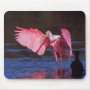 Recherche de refuge tapis souris Faune