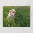 Recherche de récupération cartes postales Labrador