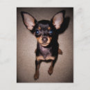 Recherche de goupille minimum cartes postales Chiens