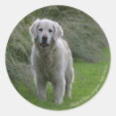 Recherche de chien courant autocollants Photographe canin