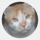 Recherche de whisky autocollants Animaux domestiques