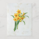 Recherche de narcisses cartes postales Bouquet