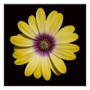 Zoek naar geel zwart posters Botanisch