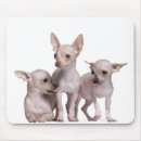 Recherche de mois tapis souris Chien