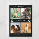 Recherche de fourrure invitations Photo de l'animal