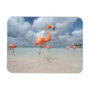 Recherche de beach magnets Aruba