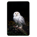 Recherche de chouette magnets Oiseau de proie
