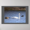 Zoek naar zwaan posters Natuur