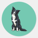 Recherche de berger blanc autocollants Chien noir et blanc
