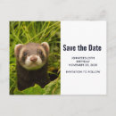 Recherche de le furet cartes invitations Animal mignon