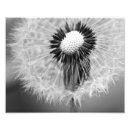 Recherche de graine photographie Dandelion