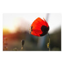 Recherche de araignée posters Fleurs