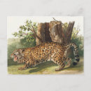 Recherche de jaguar animal cartes postales Léopard