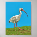 Recherche de ibis posters Animaux