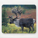 Recherche de parc national tapis souris Alaska