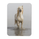 Recherche de cheval camargue magnets Ferme