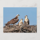 Recherche de enfants cartes postales Sauvage