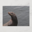 Zoek naar zeehond briefkaarten Fotografie