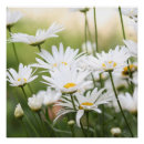 Recherche de marguerites blanches posters Champ de fleurs