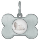 Recherche de maltais animaux articles Dogs
