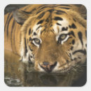 Recherche de yeux de tigre autocollants Animal