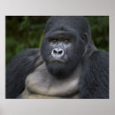 Recherche de gorille de silverback Singe