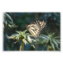Zoek naar monarch vlinders posters Fotografie