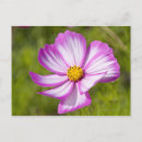 Recherche de fleur de cosmos cartes postales Botanique