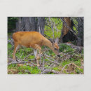 Recherche de biche cartes postales Faon