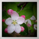 Recherche de vert pomme art Rose